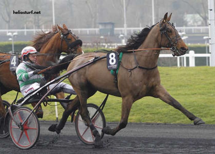 Power Turf Gagnant